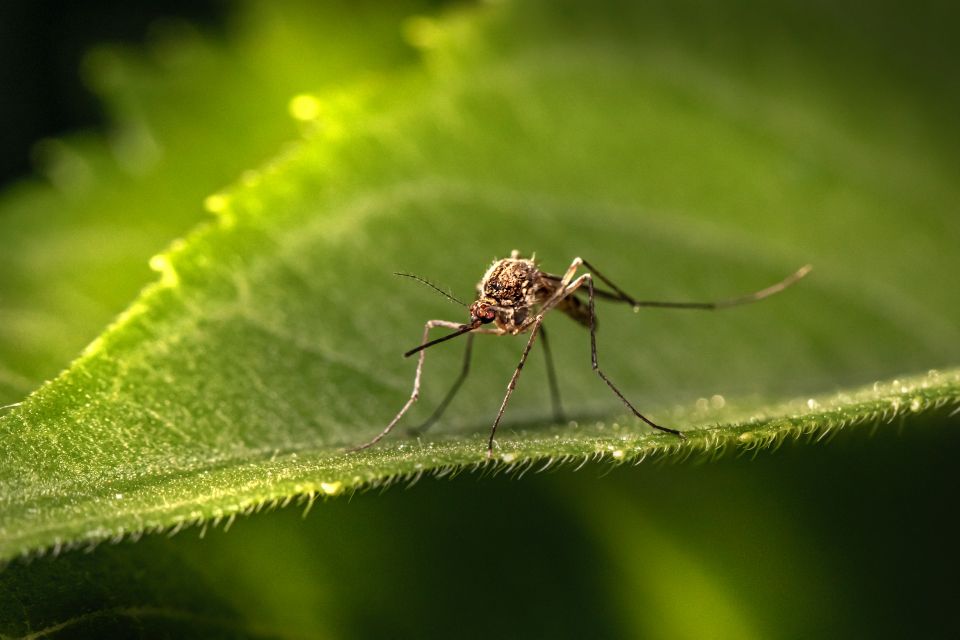 Close-up of a mosquito