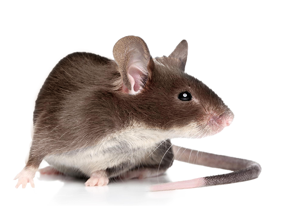 Small mouse near a home